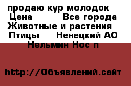 продаю кур молодок. › Цена ­ 320 - Все города Животные и растения » Птицы   . Ненецкий АО,Нельмин Нос п.